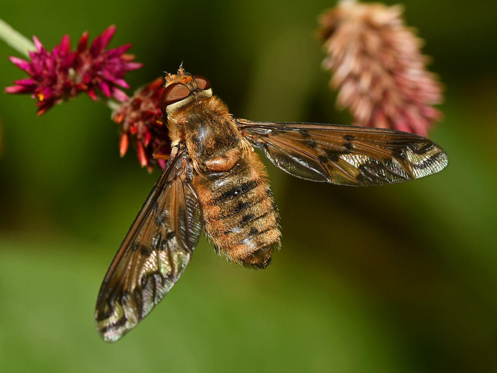 PaintedFly5.jpg