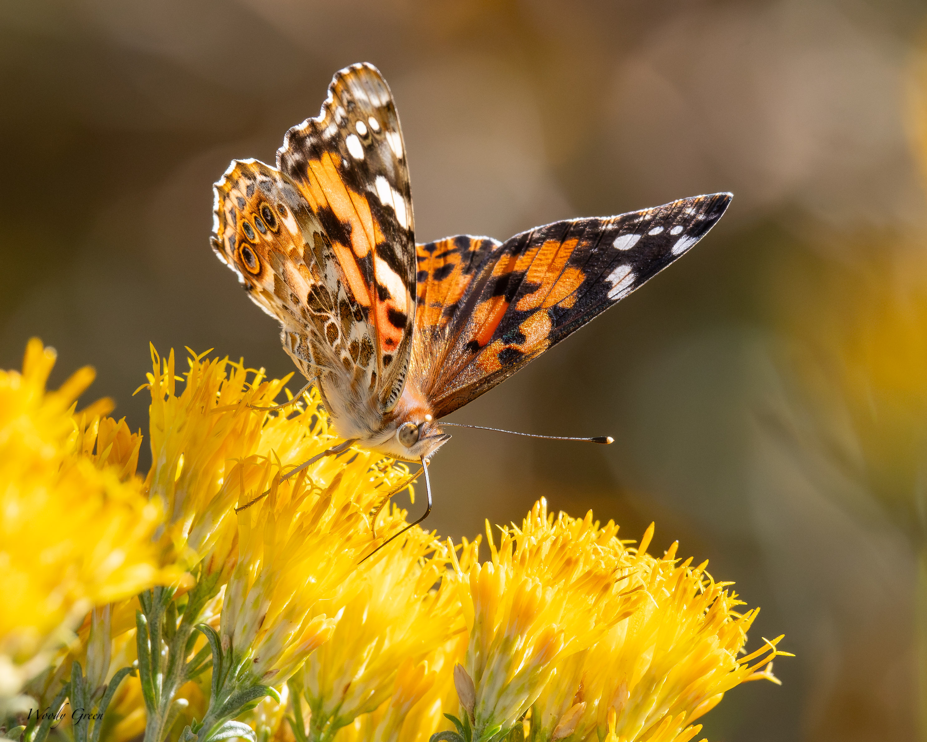 PaintedLady-754.jpg