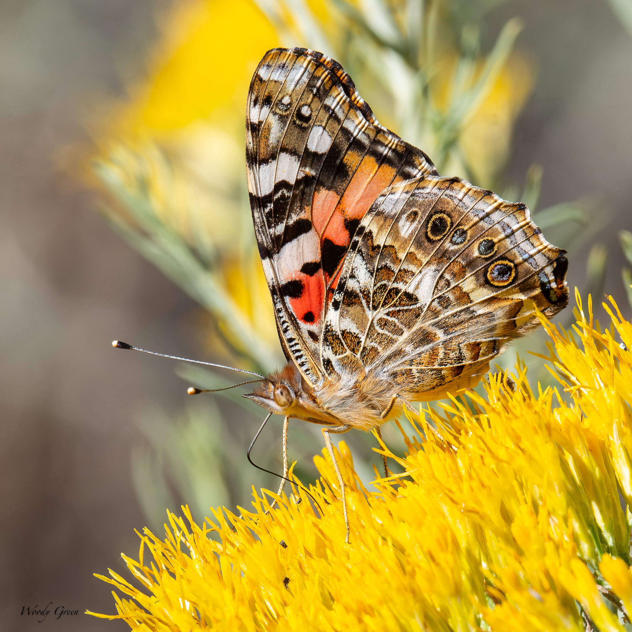 PaintedLady-755.jpg