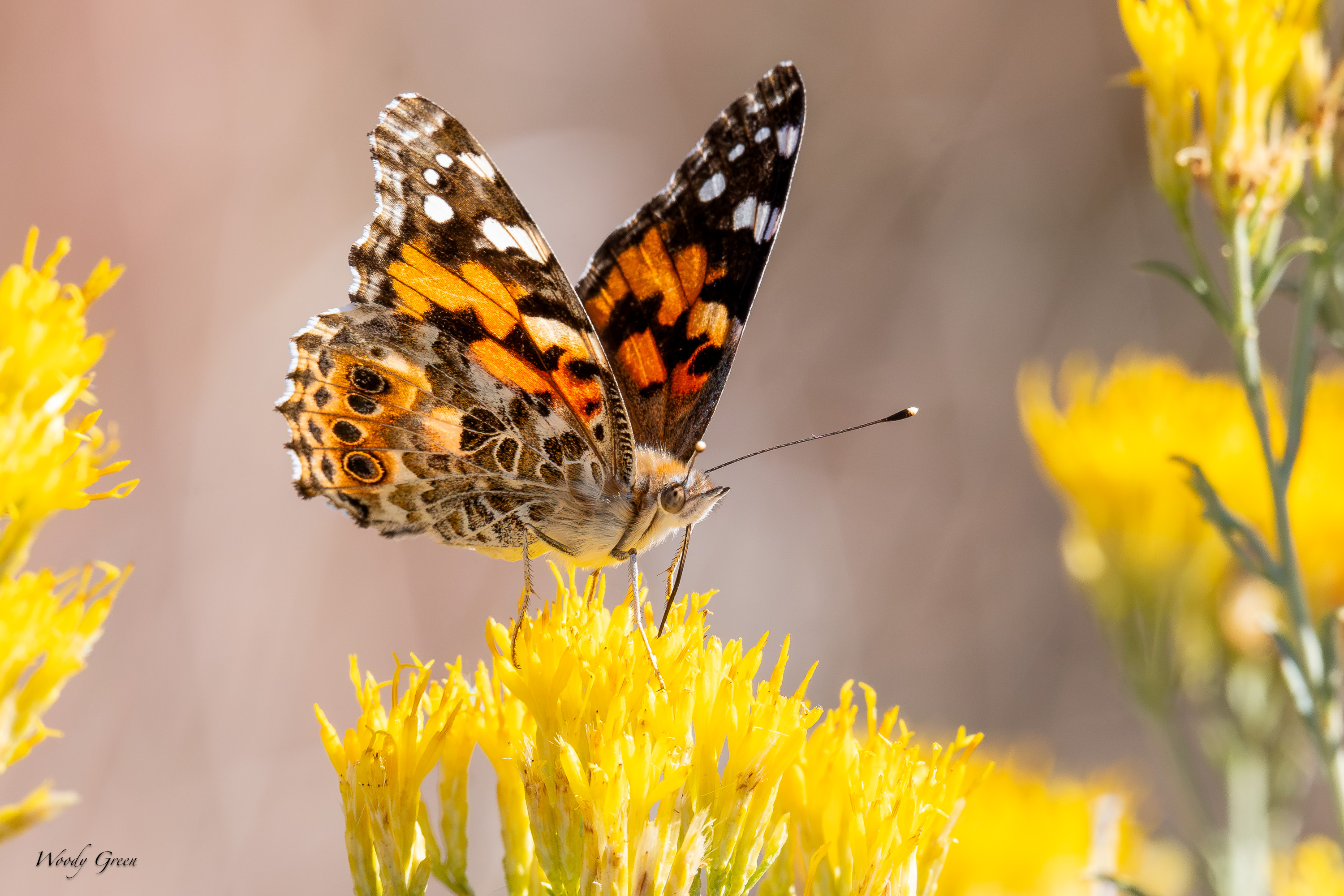 PaintedLady-757.jpg