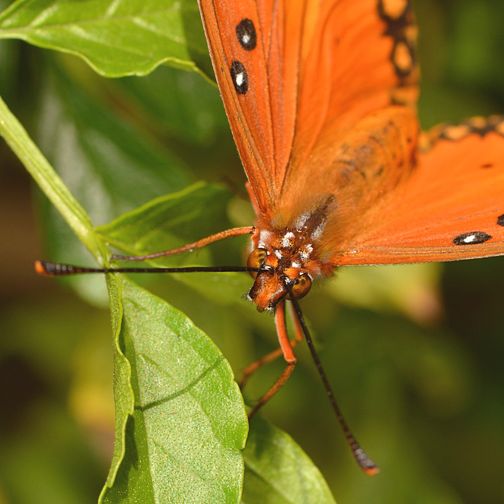 PaintedLady.jpg