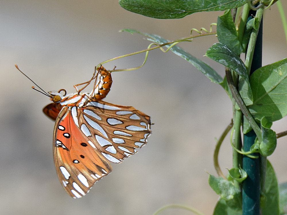 PaintedLady.jpg