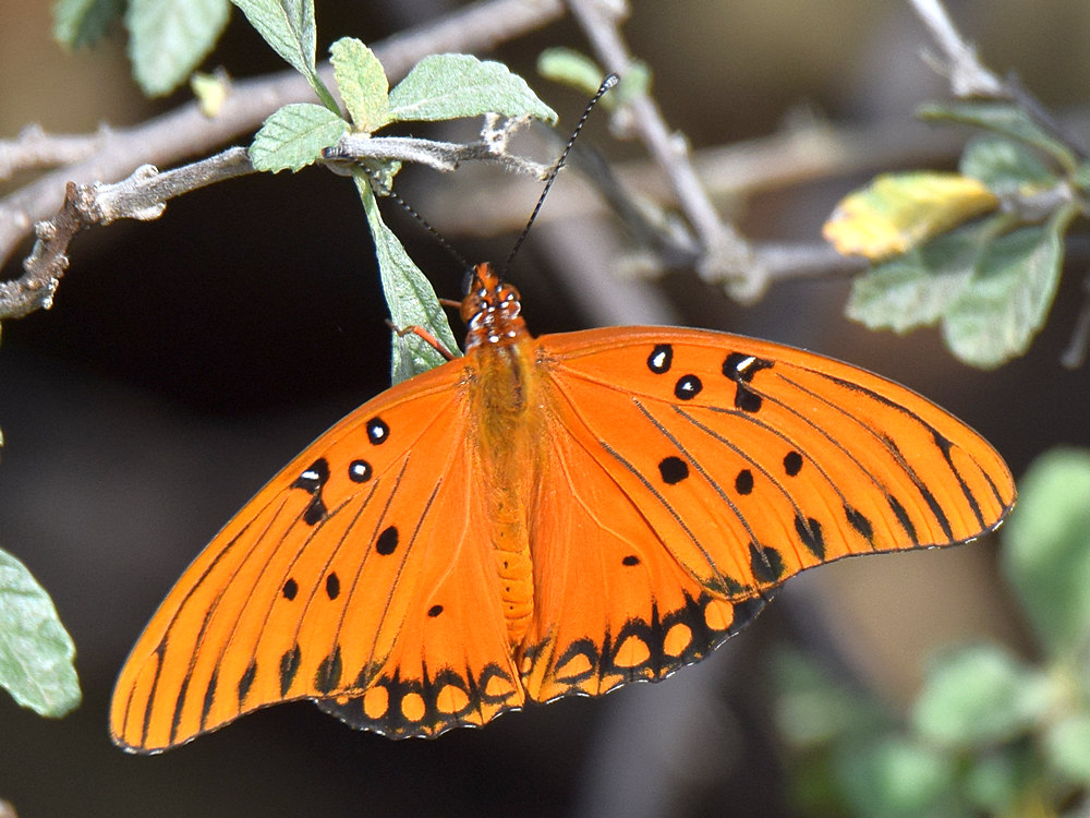 PaintedLady.jpg