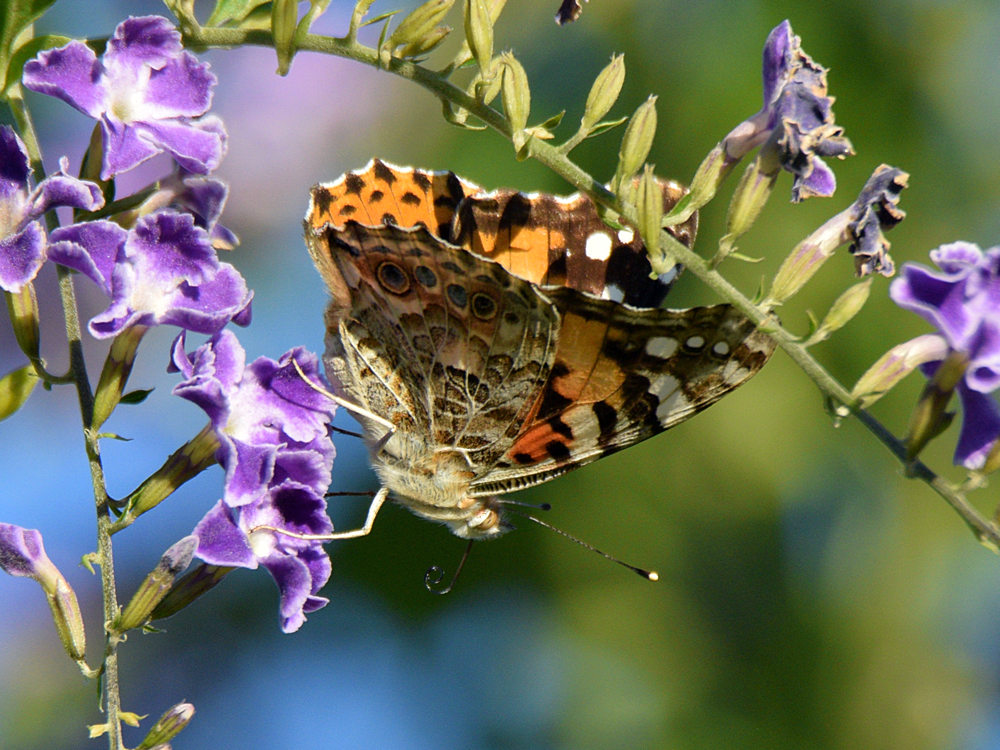 PaintedLady.jpg