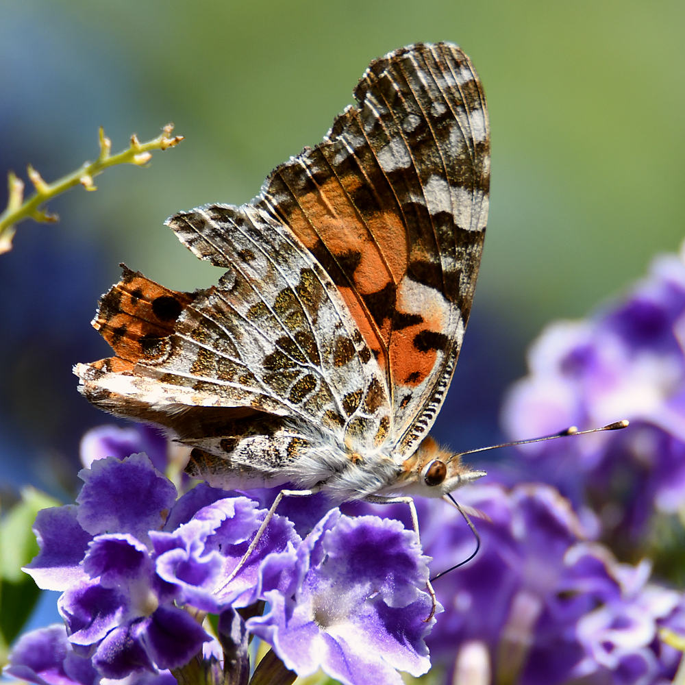 PaintedLady.jpg