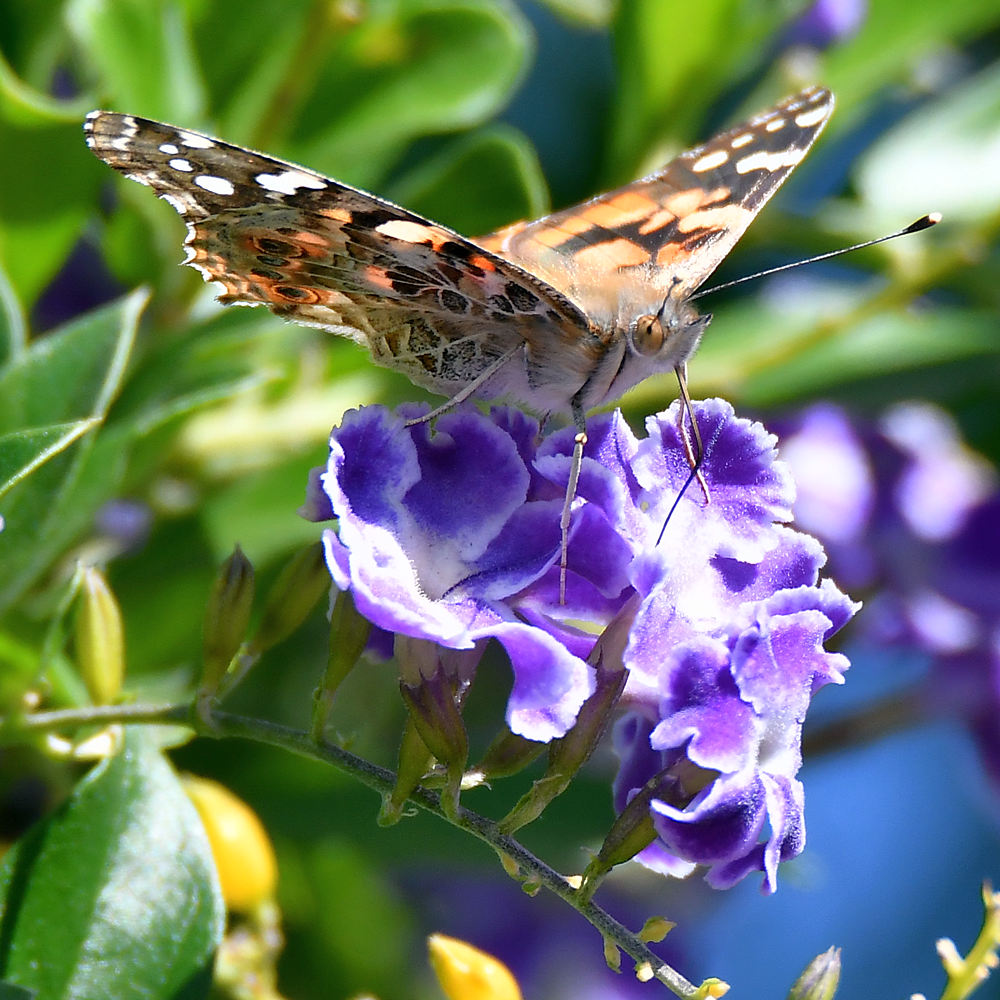 PaintedLady.jpg
