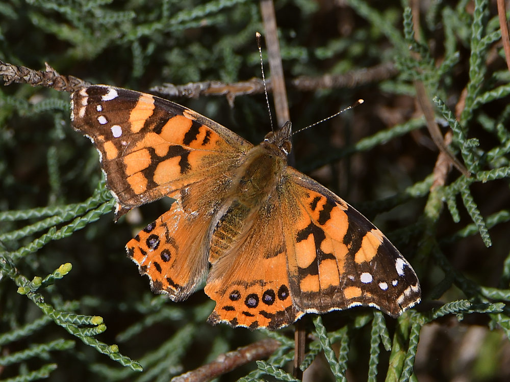 PaintedLady.jpg