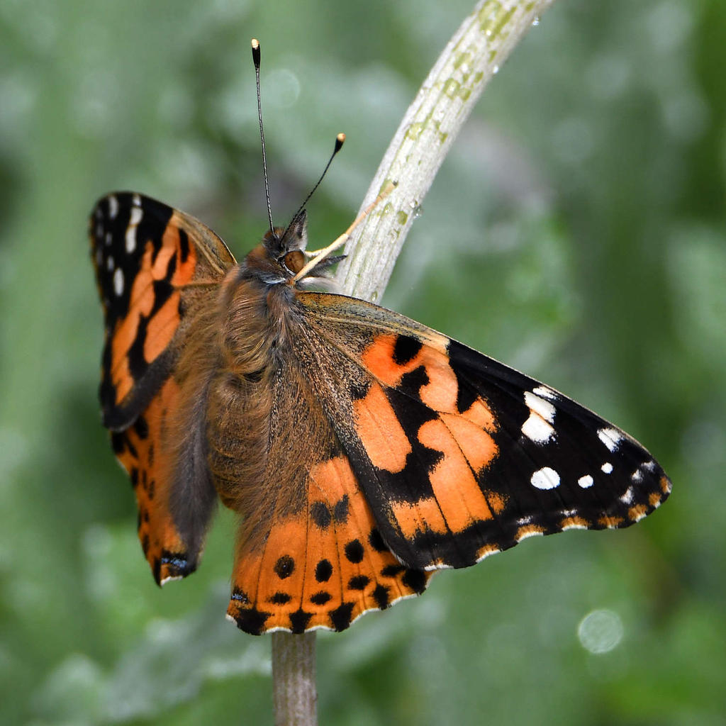 PaintedLady.jpg