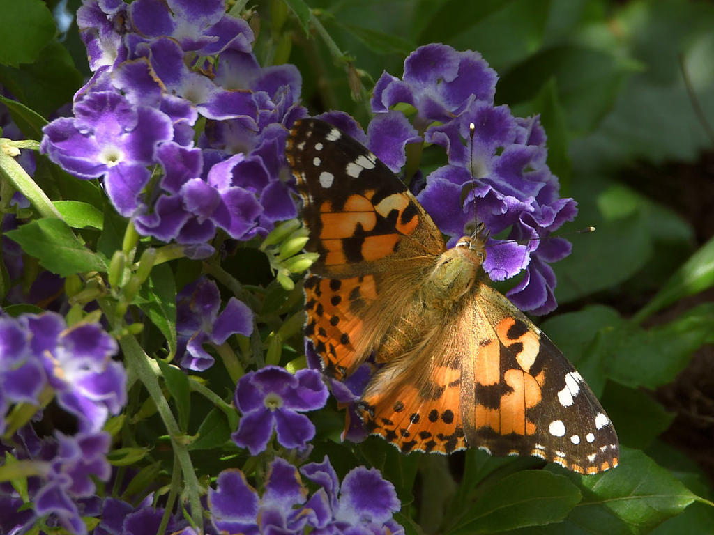 PaintedLady.jpg
