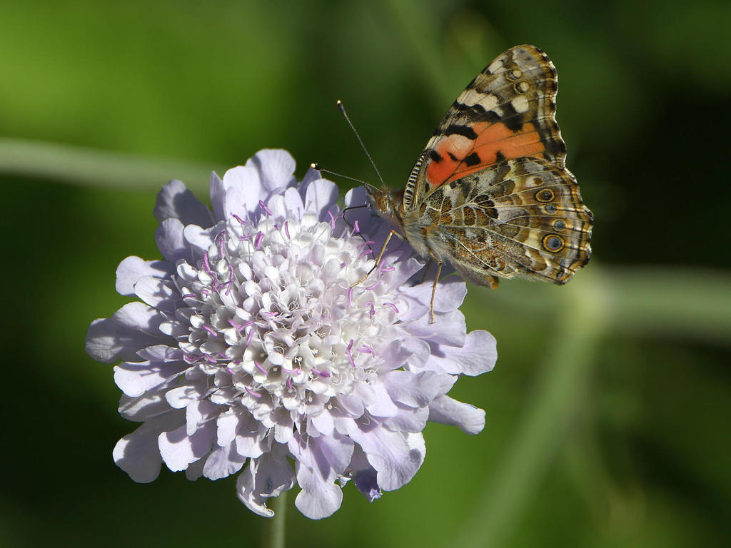 PaintedLady.jpg