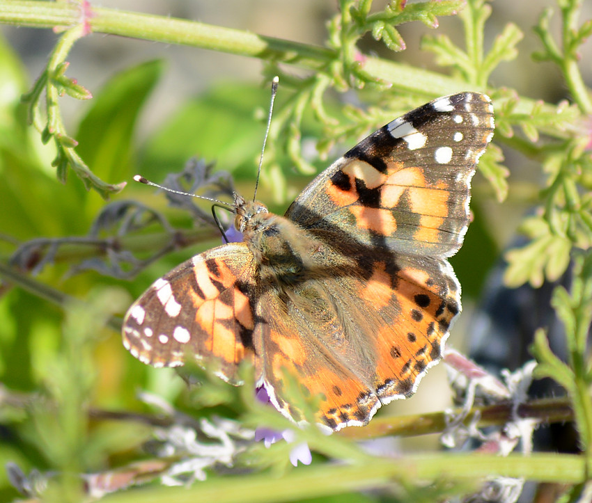 PaintedLady.jpg