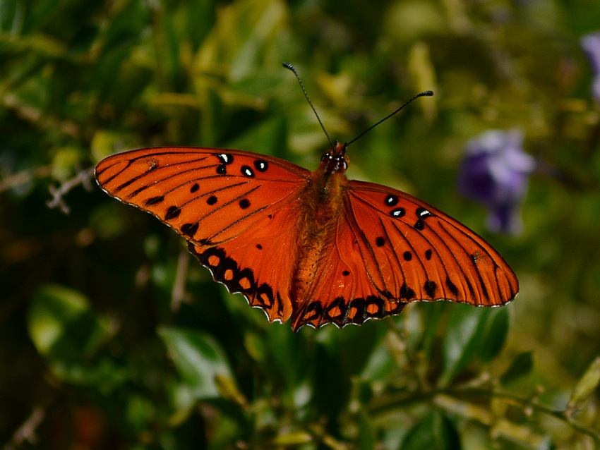 PaintedLady.jpg