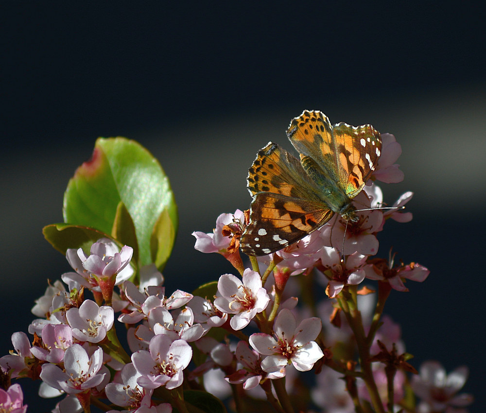 PaintedLady.jpg