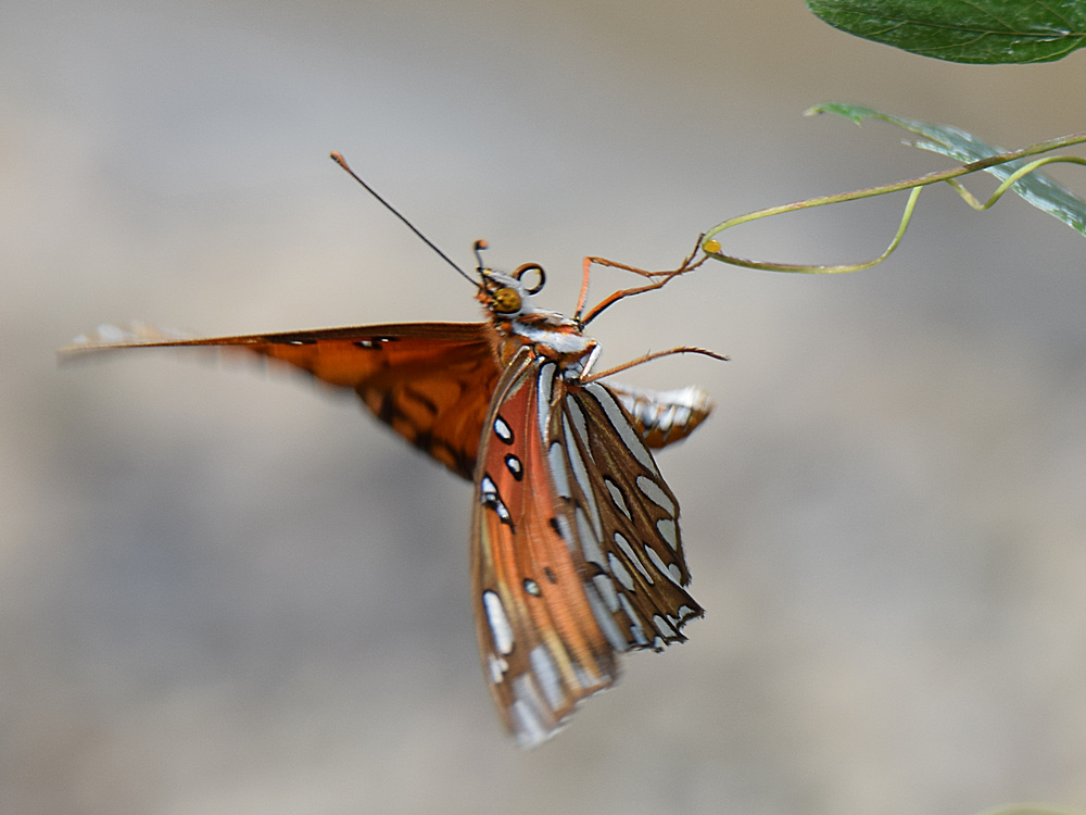 PaintedLady2.jpg