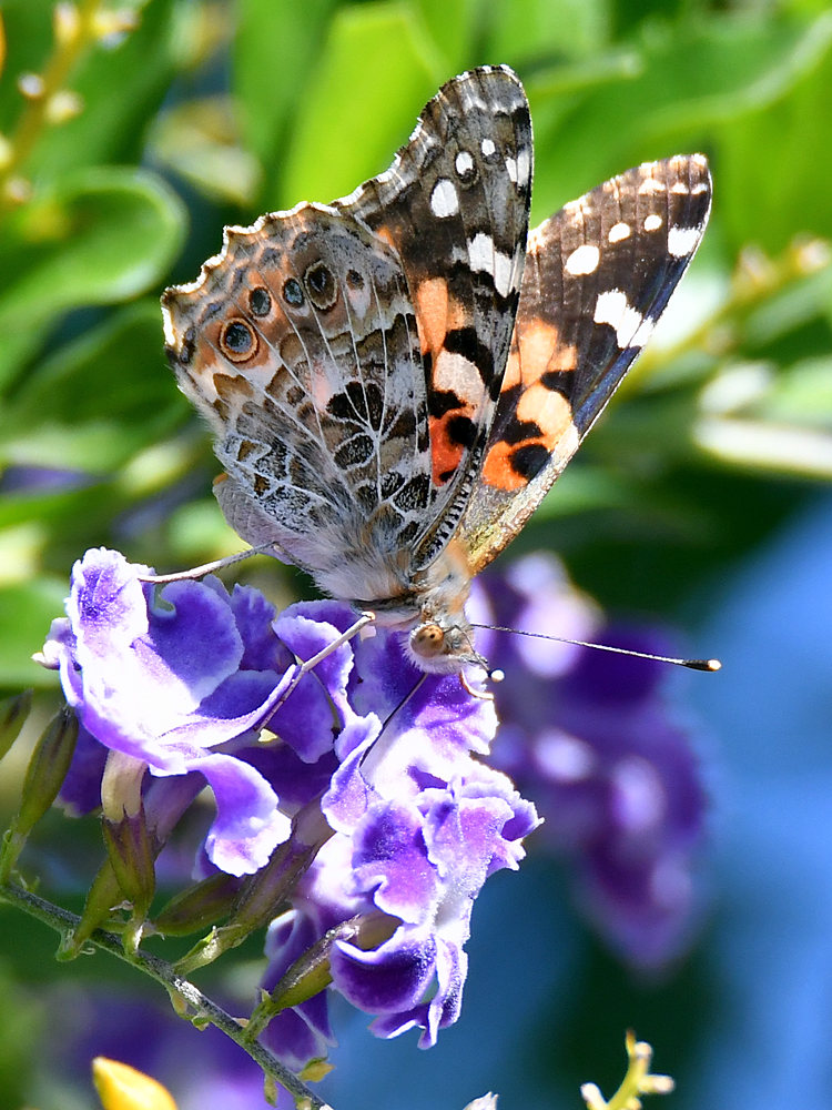 PaintedLady2.jpg