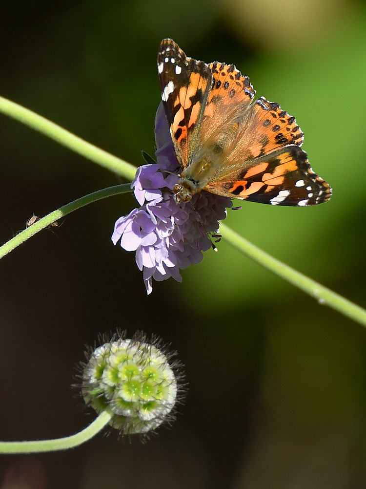 PaintedLady2.jpg