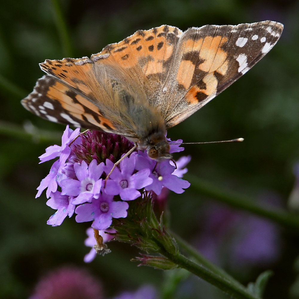 PaintedLady2.jpg