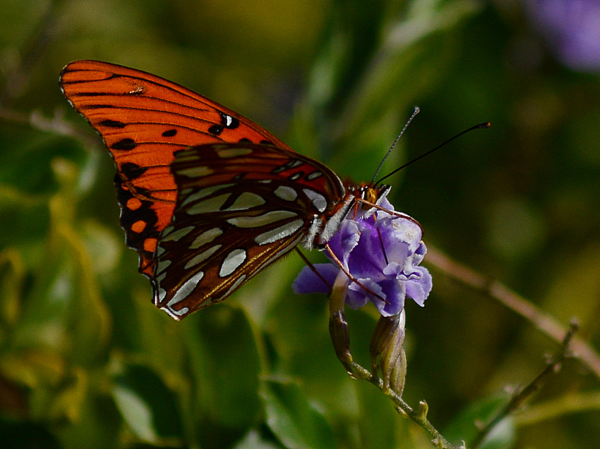 PaintedLady2.jpg