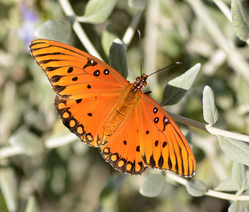 PaintedLady22Dec2013.jpg