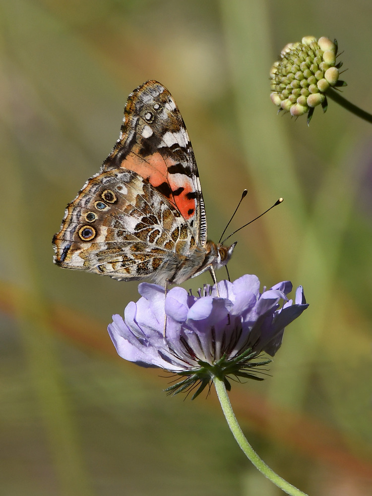 PaintedLady3.jpg