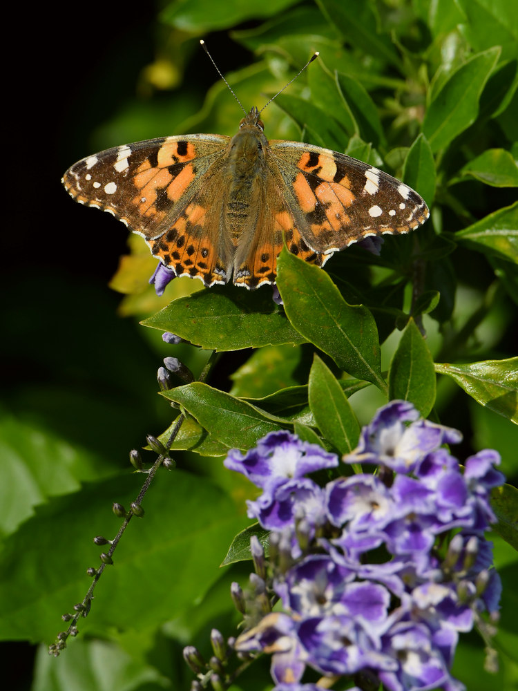 PaintedLady3.jpg
