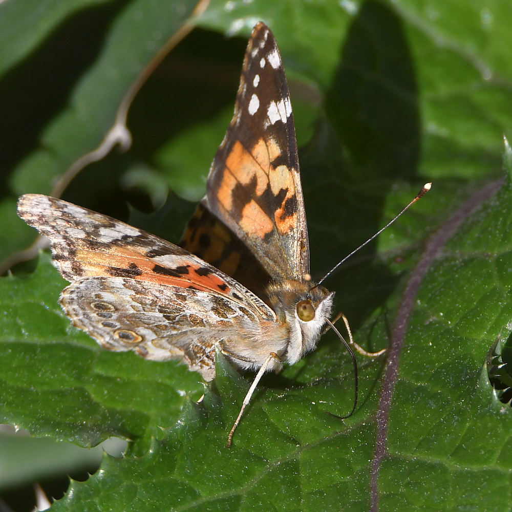 PaintedLady3.jpg