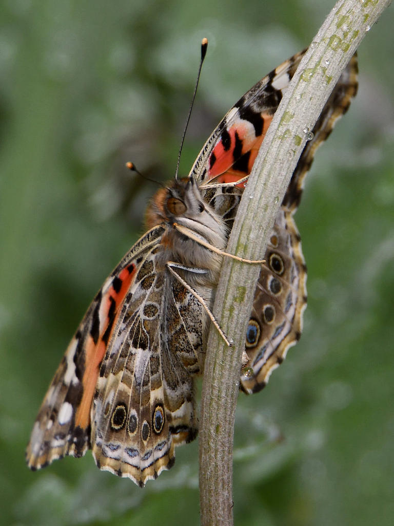 PaintedLady3.jpg