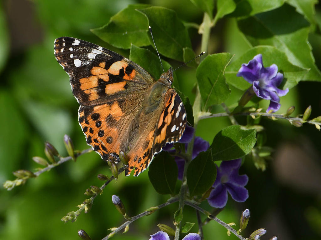 PaintedLady3.jpg