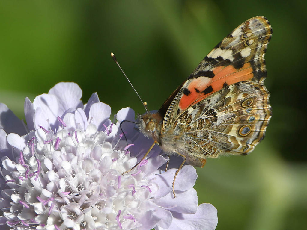 PaintedLady3.jpg