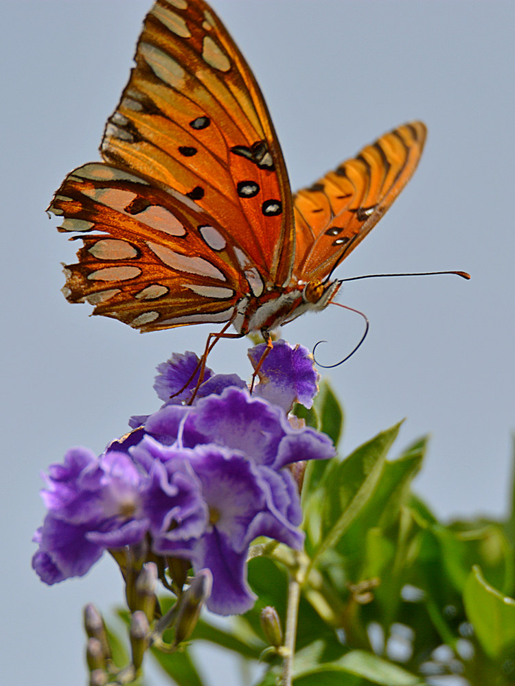 PaintedLady4.jpg