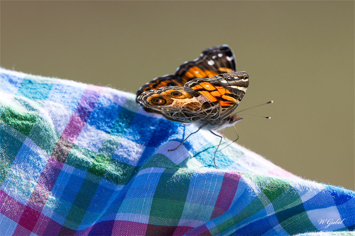 PaintedLady4722 sm.jpg