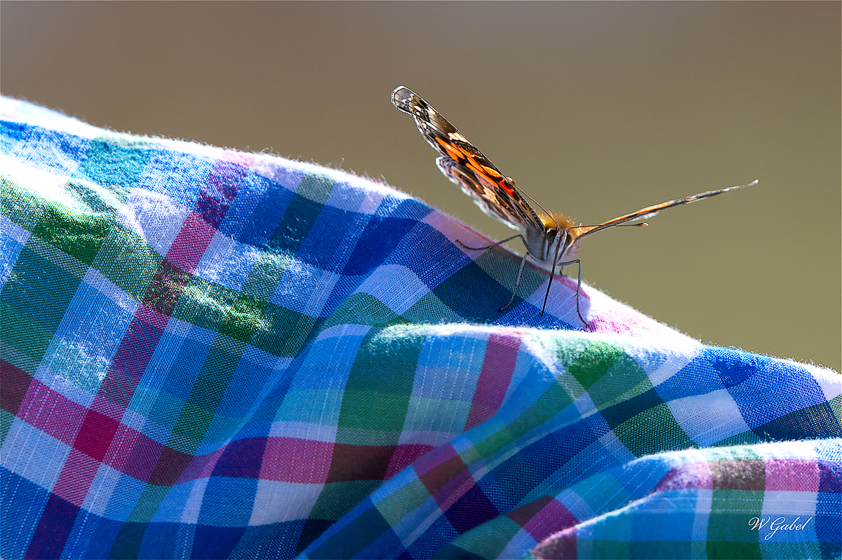 PaintedLady4726 sm.jpg