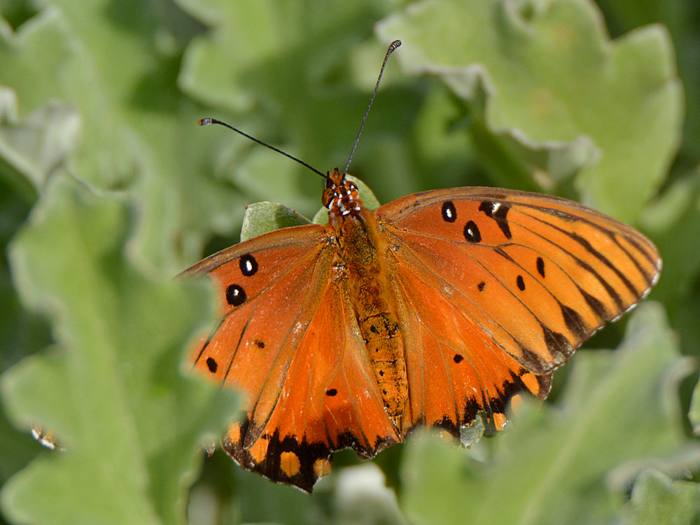 PaintedLady5.jpg