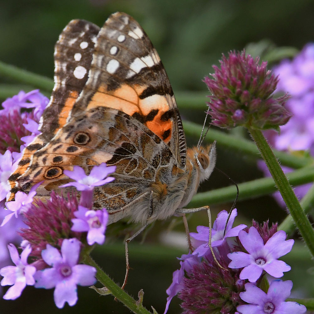 PaintedLady5.jpg