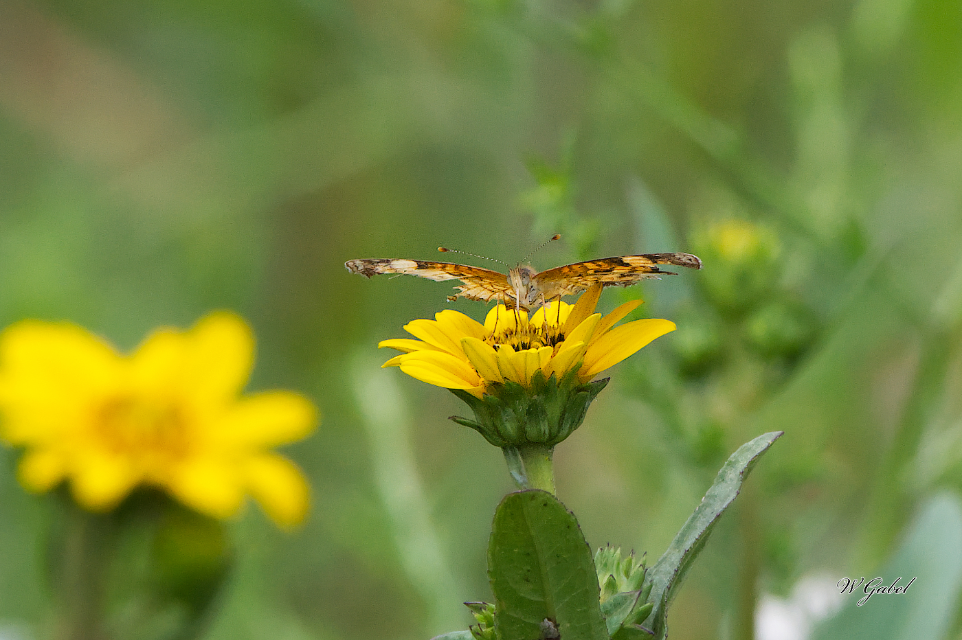 PaintedLady5709 sm.jpg