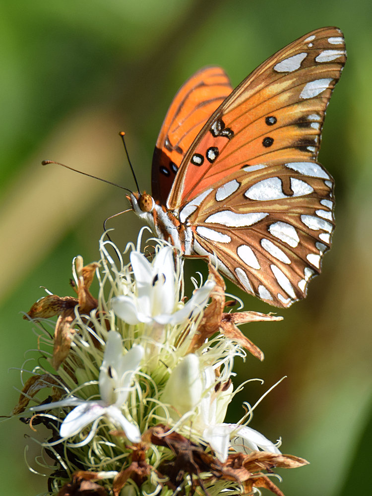 PaintedLady6.jpg