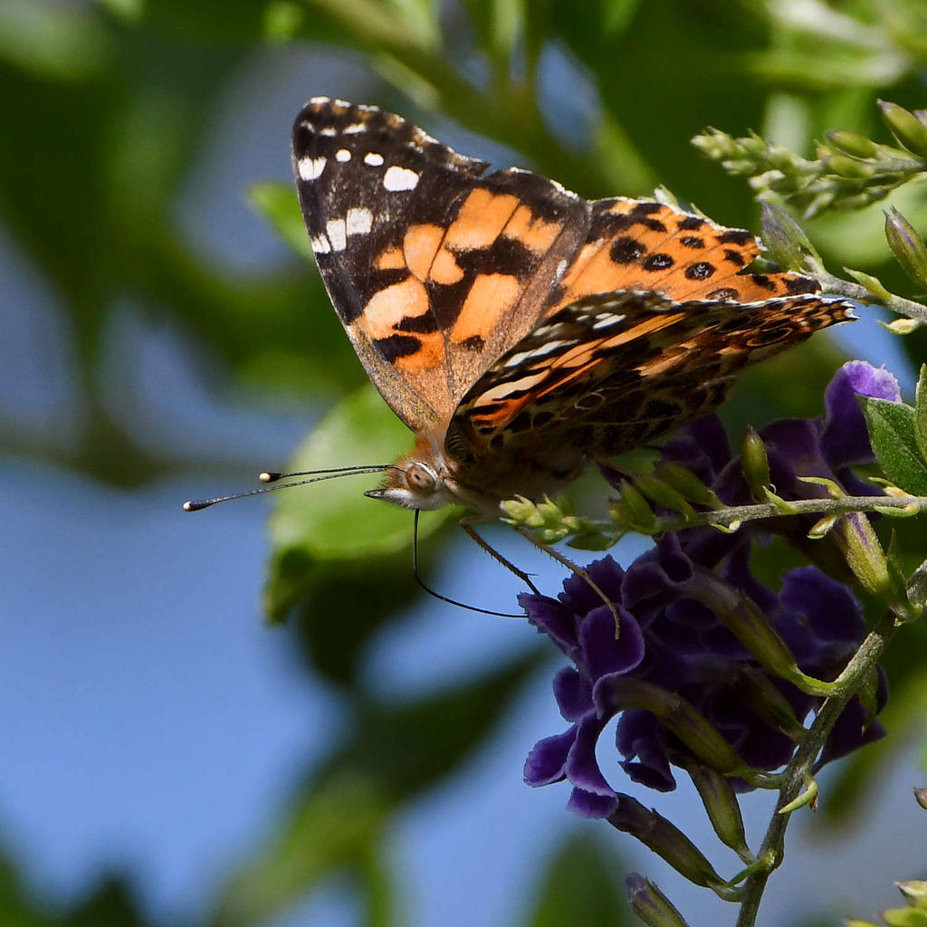 PaintedLady7.jpg
