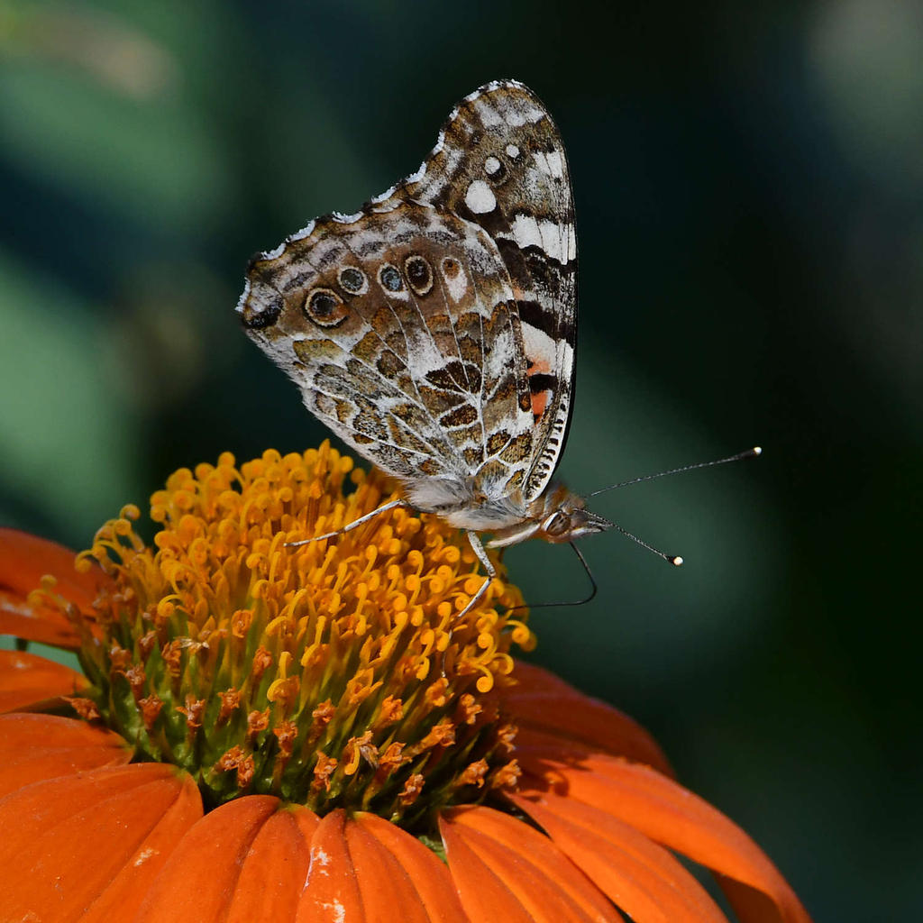 PaintedLady9.jpg