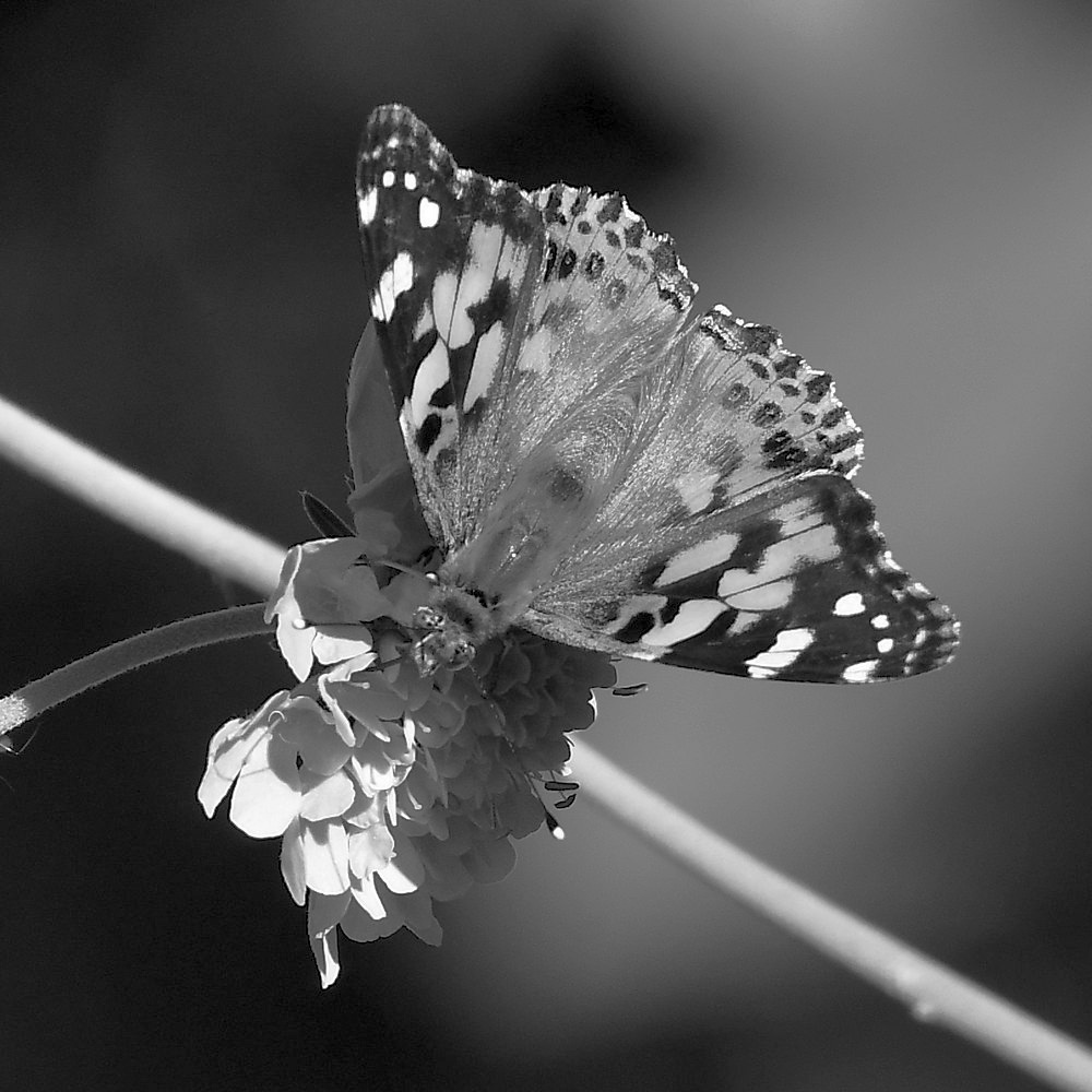 PaintedLadyBW.jpg