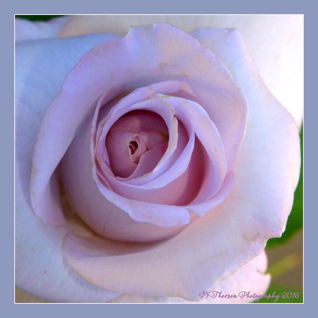 Pale Purple Rose  5-22-2016.jpg