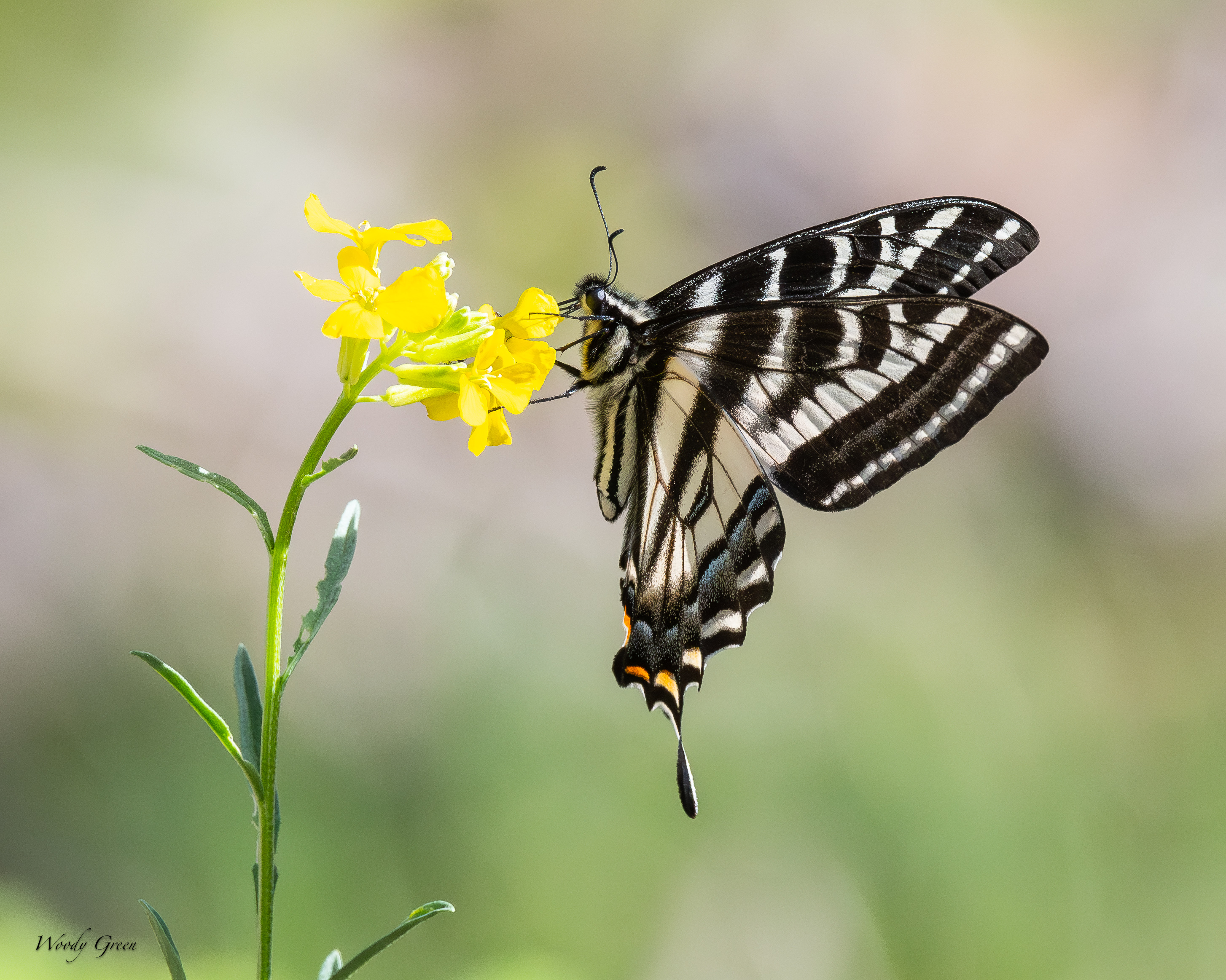 PaleSwallowtail-45.jpg