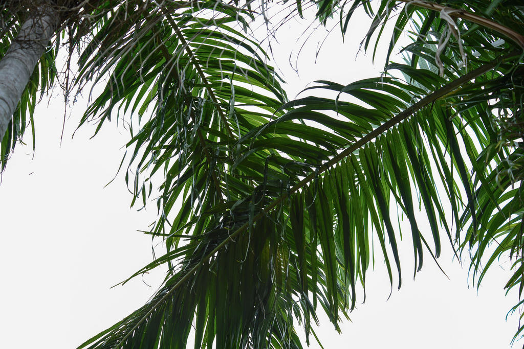 Palm Frongs-1.jpg