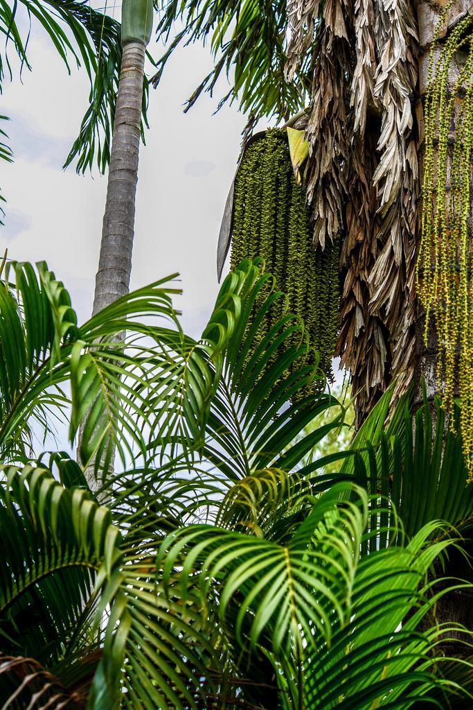 Palm Frongs ex-1.jpg