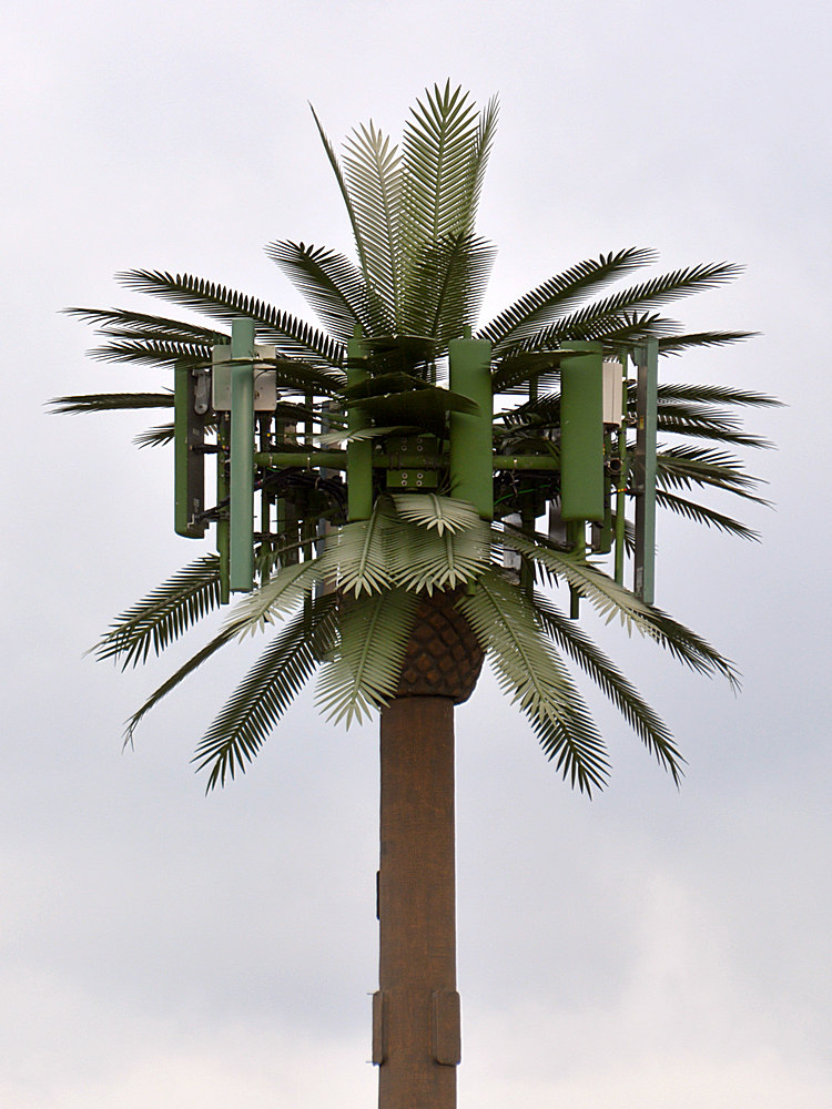 Palm.jpg