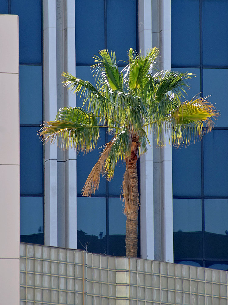 Palm.jpg