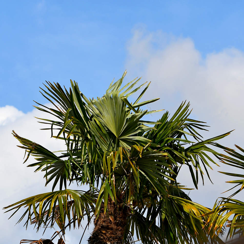 Palm.jpg