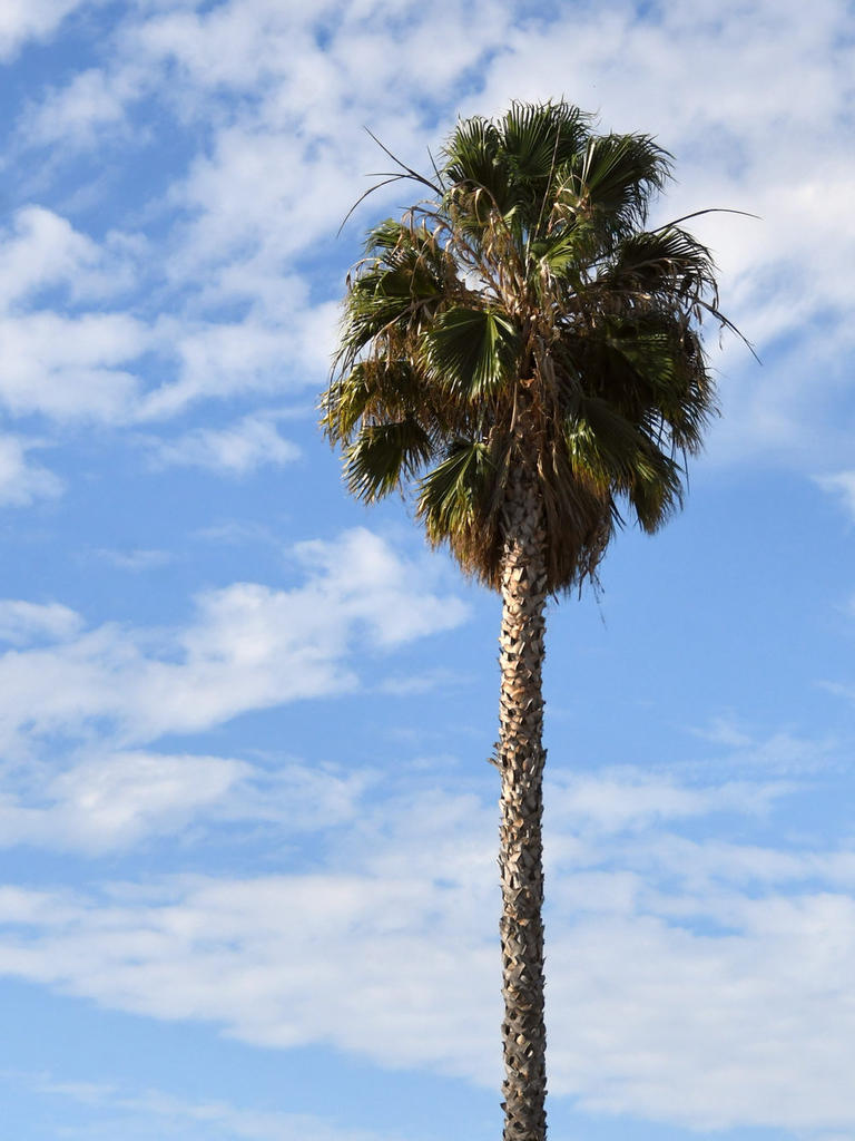 Palm.jpg