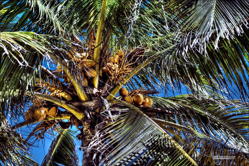 Palms.jpg