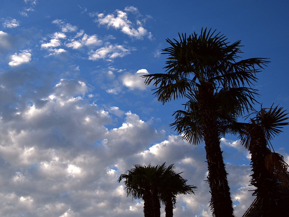 Palms.jpg