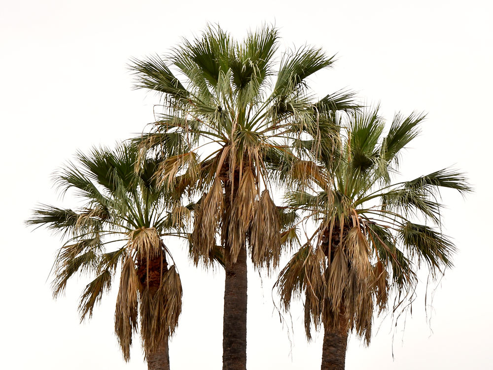 Palms.jpg